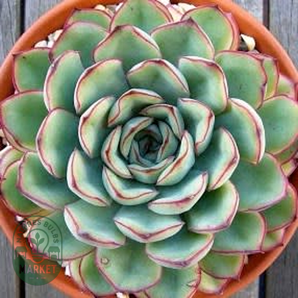 Echeveria pulidonis