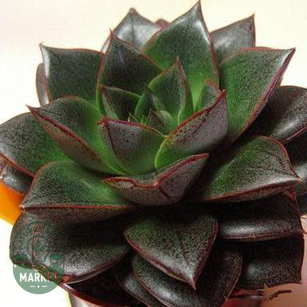 Echeveria purpusorum