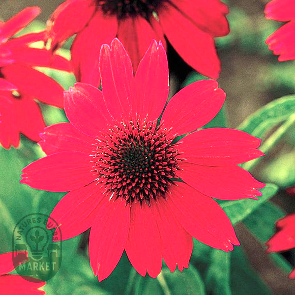 Echinacea Sombrero® Salsa Red
