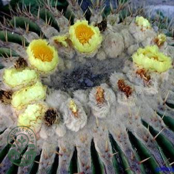 Echinocactus ingens