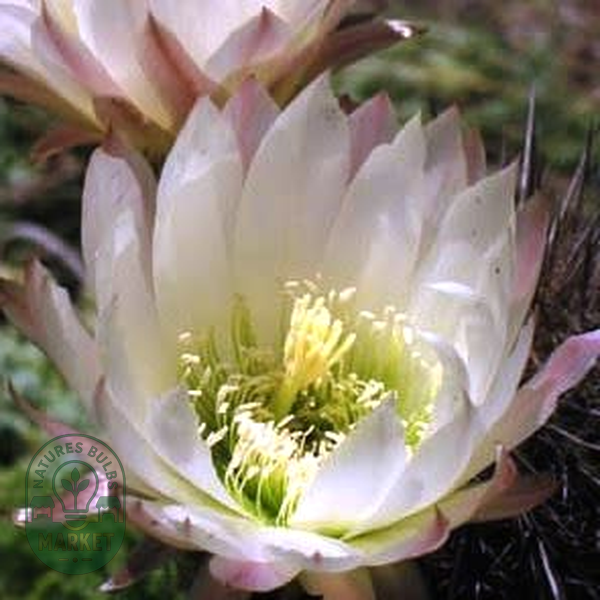 Echinopsis chiloensis ssp. litoralis