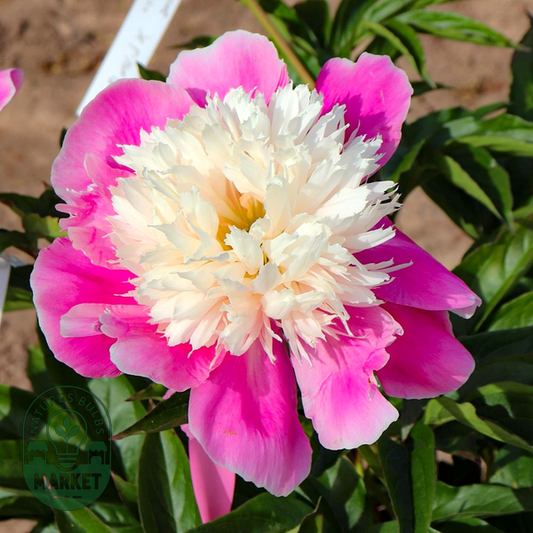 Embraceable Pink