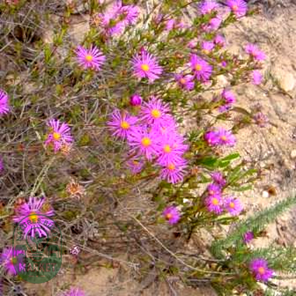 Erepsia anceps