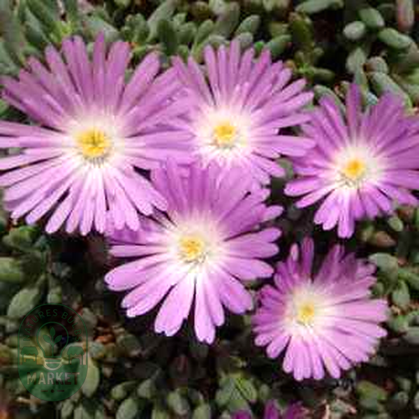 Esterhuysenia alpina