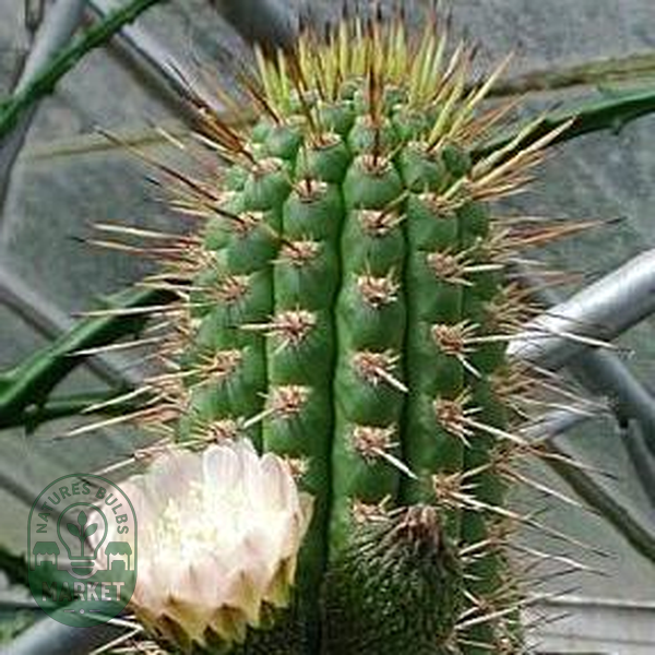Eulychnia acida