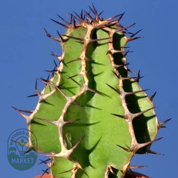 Euphorbia avasmontana