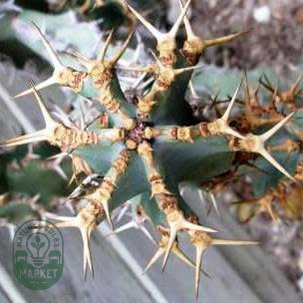 Euphorbia coerulescens