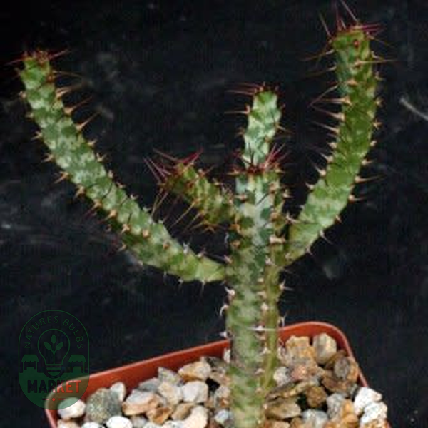 Euphorbia curvirama