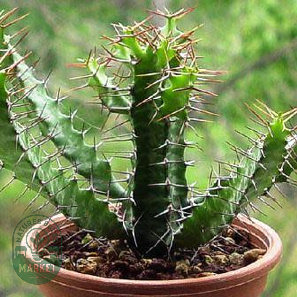 Euphorbia evansii