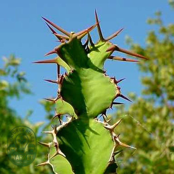 Euphorbia grandicornis