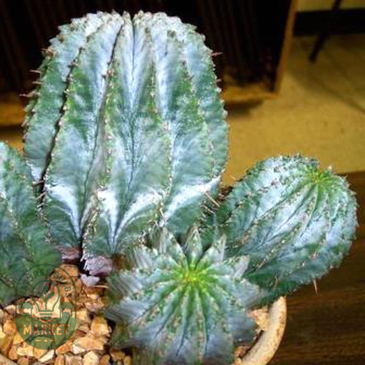 Euphorbia horrida