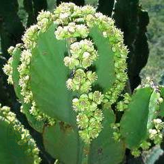 Euphorbia ingens