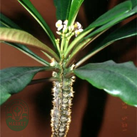 Euphorbia lophogona