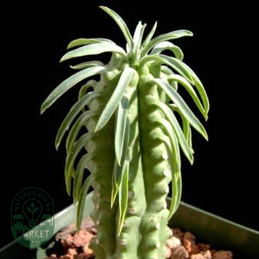 Euphorbia loricata