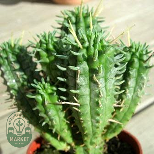 Euphorbia mammillaris