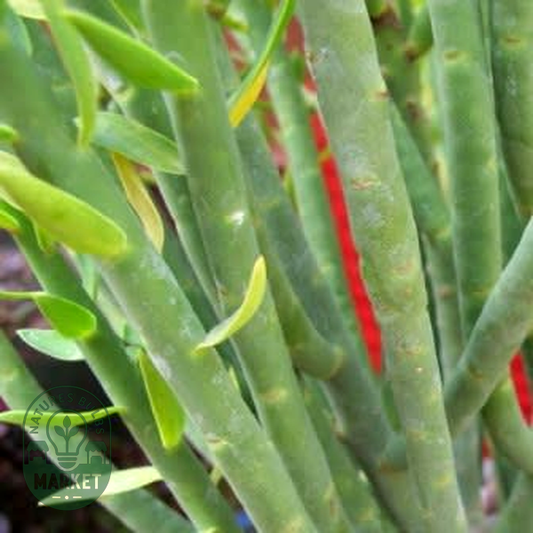 Euphorbia mauritanica