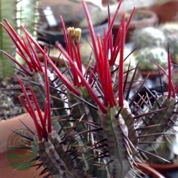Euphorbia pentagona