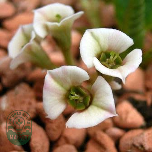 Euphorbia primulifolia