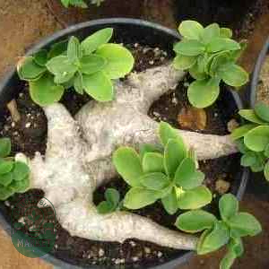 Euphorbia quartziticola