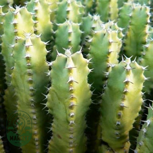 Euphorbia tetragona