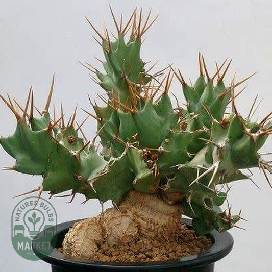 Euphorbia tortirama