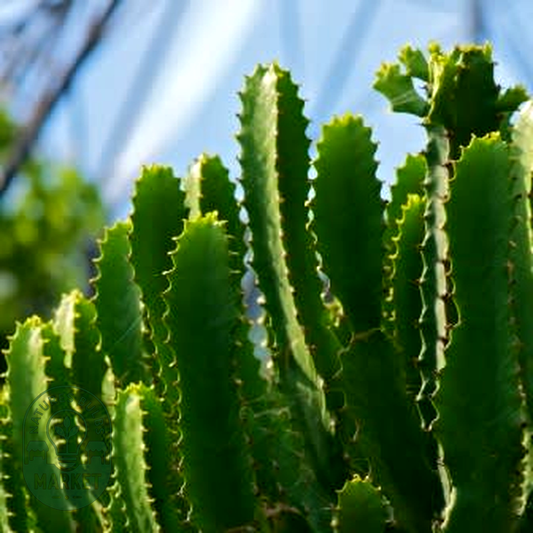 Euphorbia triangularis