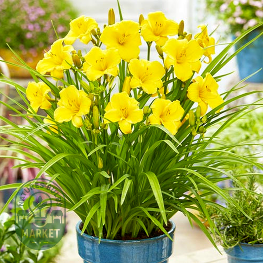EveryDaylily Gold