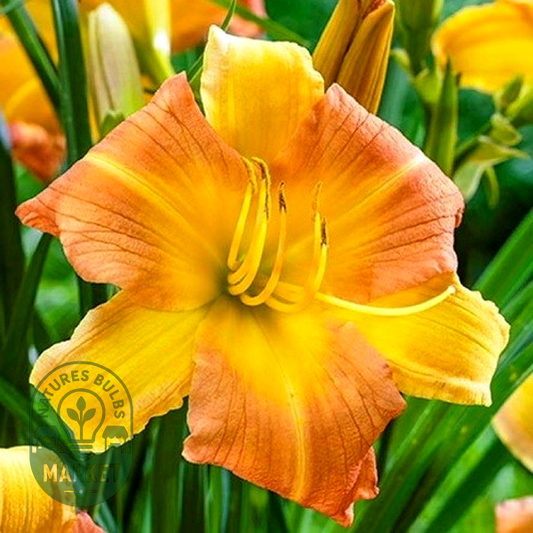 EveryDaylily Punch Yellow
