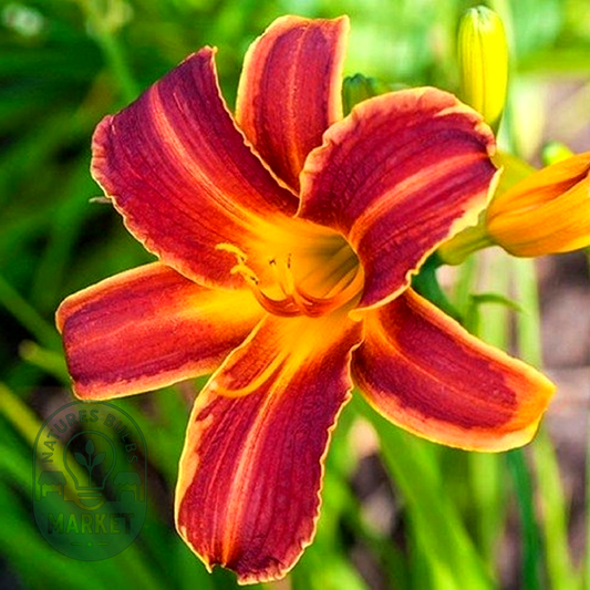 EveryDaylily Red Ribs