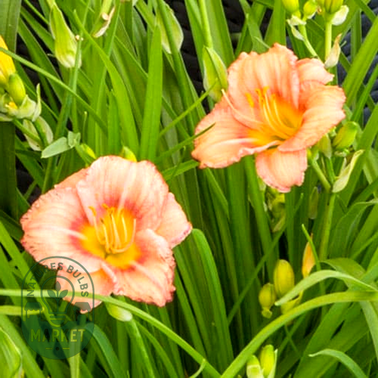 EveryDaylily Rose