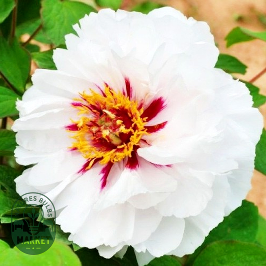 Fairy Moon Yue Gong Zhu Guang