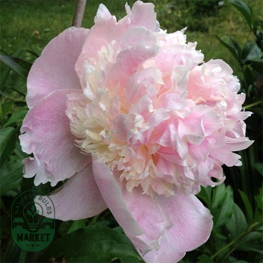 Fairy's Petticoat
