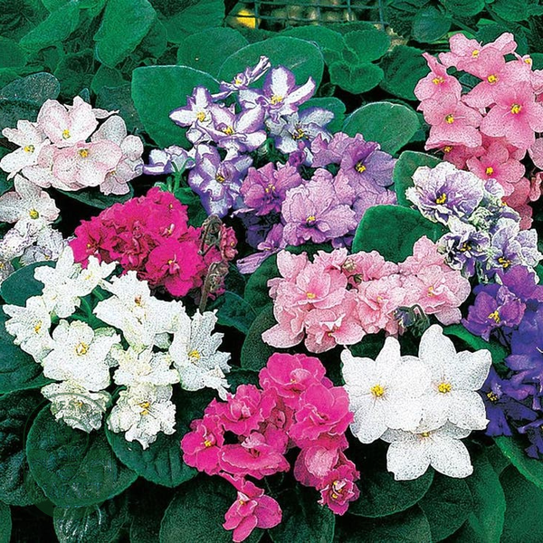 Fantasy Hybrid African Violet Seeds