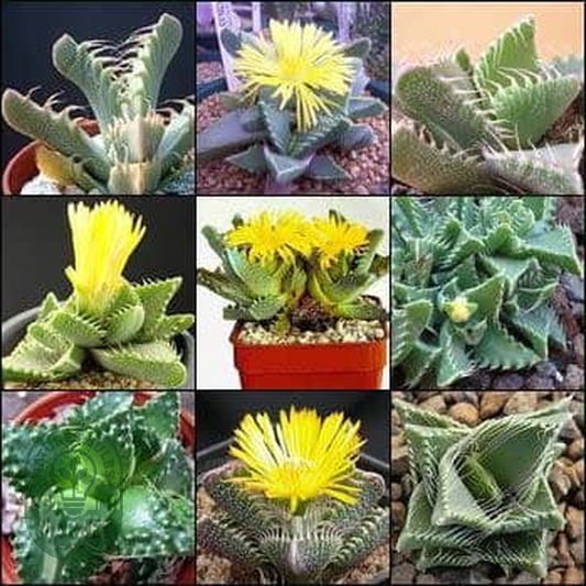Faucaria Mixed Species