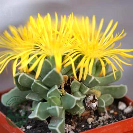 Faucaria boscheana