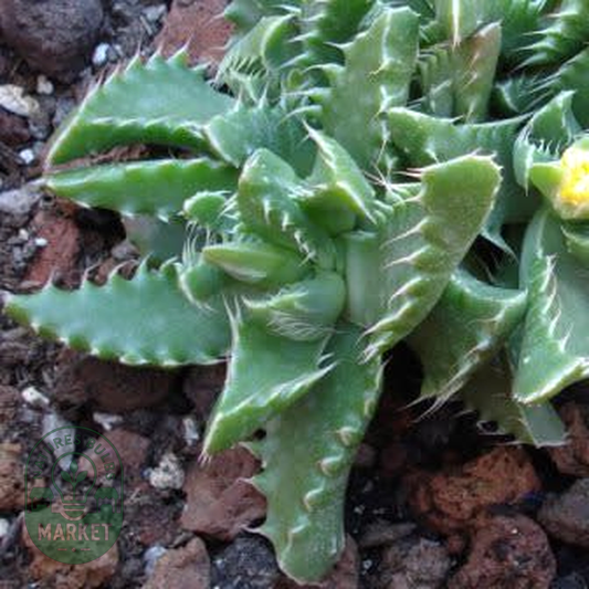 Faucaria felina