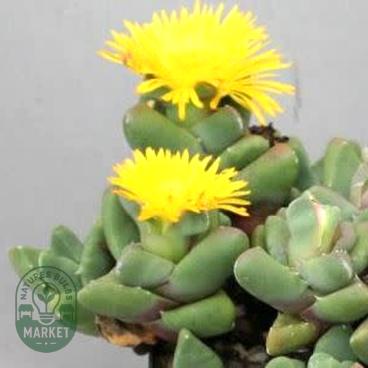 Faucaria subintegra