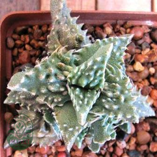 Faucaria tuberculosa