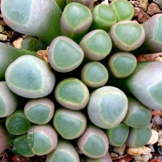 Fenestraria rhopalophylla ssp. aurantiaca