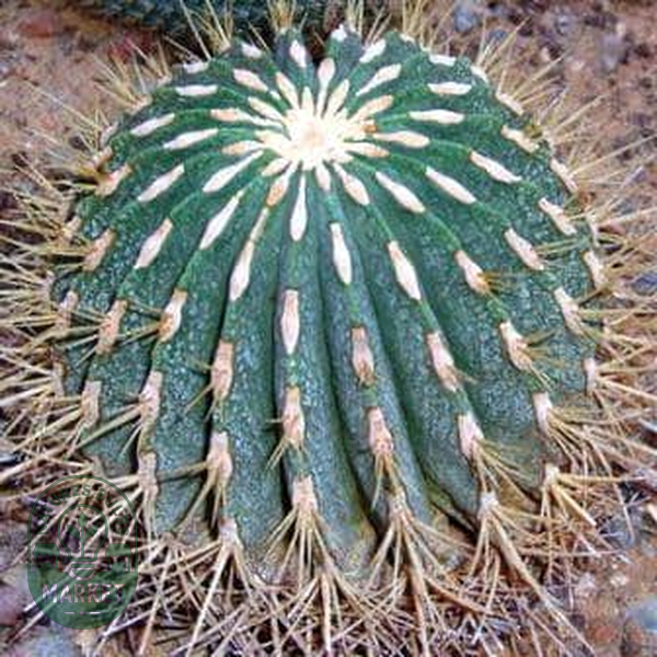 Ferocactus histrix