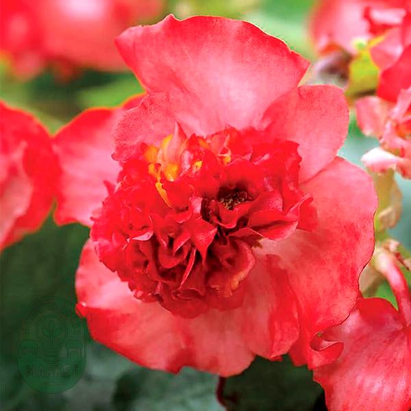 Fiona™ Red Begonia Seeds