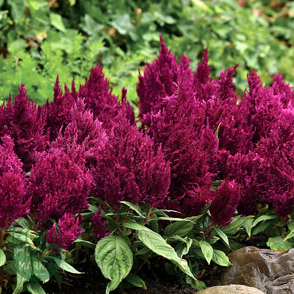 First Flame™ Purple Celosia Seeds