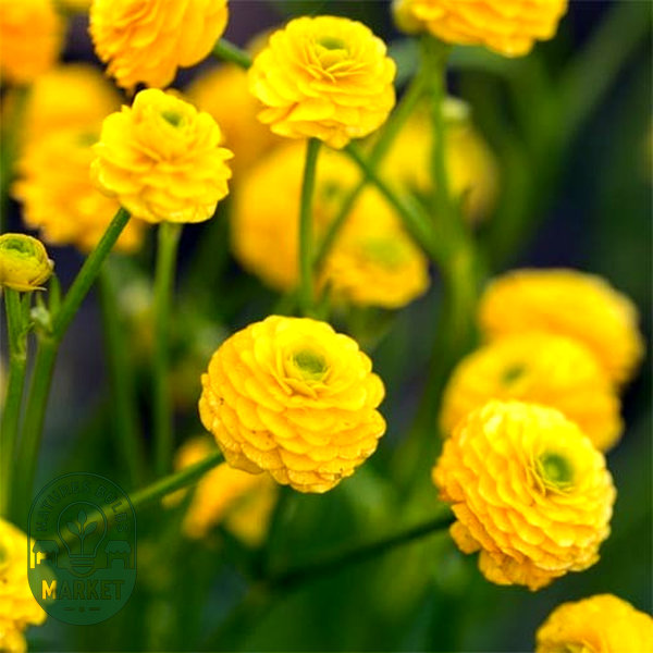 Flore Pleno