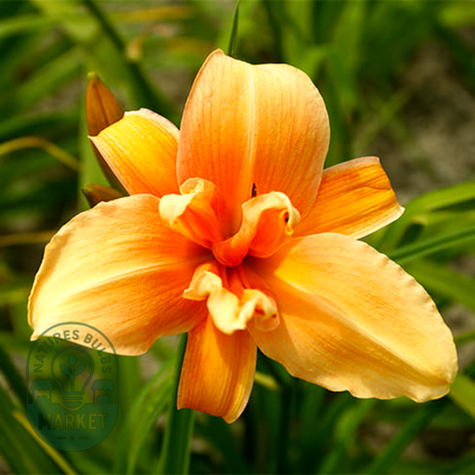Flower Basket