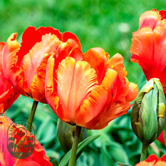 Flower Power