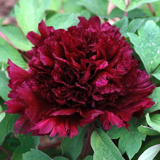 Fragrant Champion