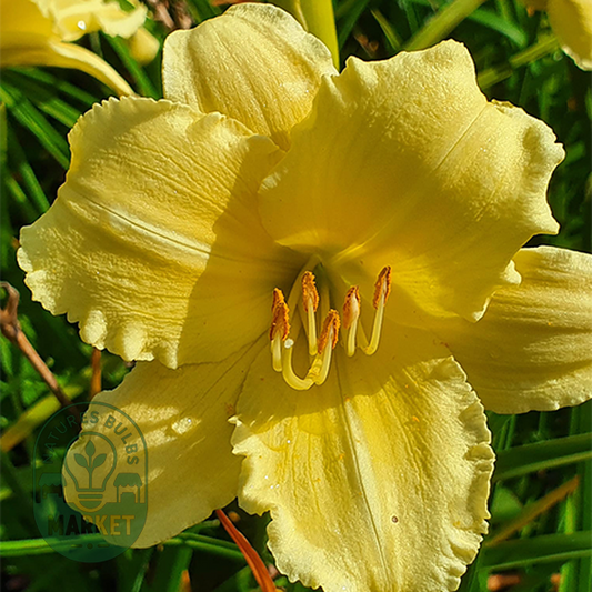 Fragrant Reflection