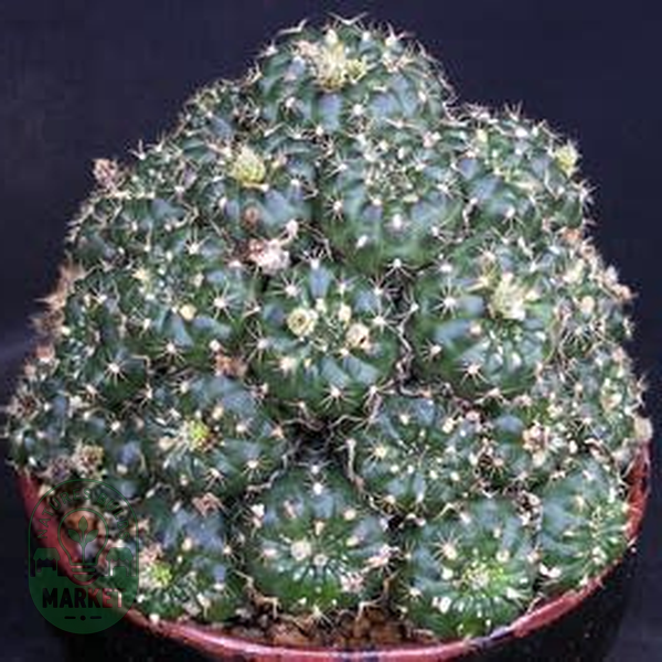 Frailea grahliana