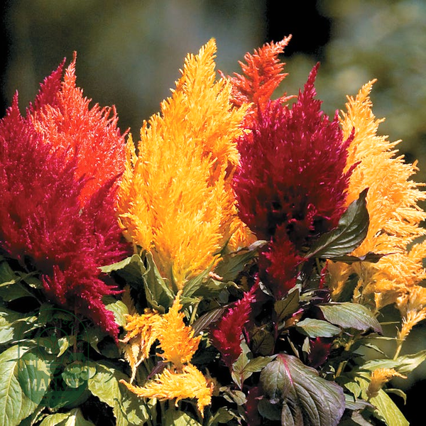 Fresh Look Mix Celosia Seeds