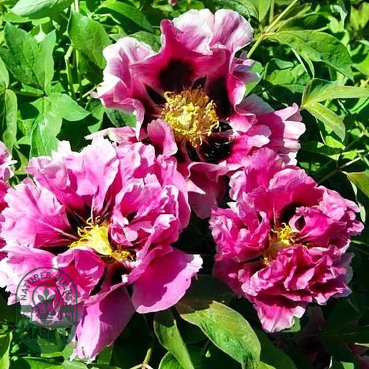 Full of Pink Flowers